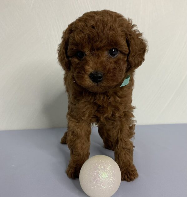 Nex Toy Poodle