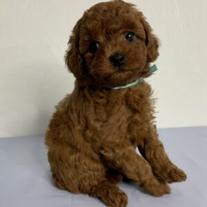 Nex Toy Poodle
