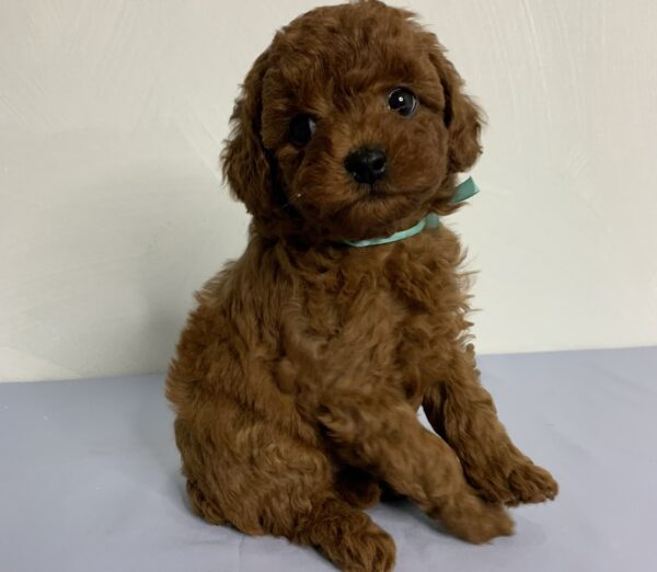 Nex Toy Poodle