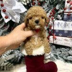 Nigel-male-Maltipoo-puppy-for-sale-1