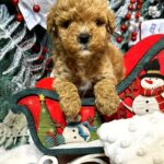 Nigel-male-Maltipoo-puppy-for-sale-2