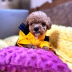 Nigel-male-Maltipoo-puppy-for-sale-3
