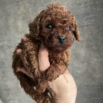 Nikki-female-toy-poodle-puppy-for-sale-1 (1)