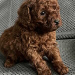Nikki-female-toy-poodle-puppy-for-sale-1 (2)