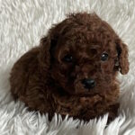 Nikki-female-toy-poodle-puppy-for-sale-1 (3)