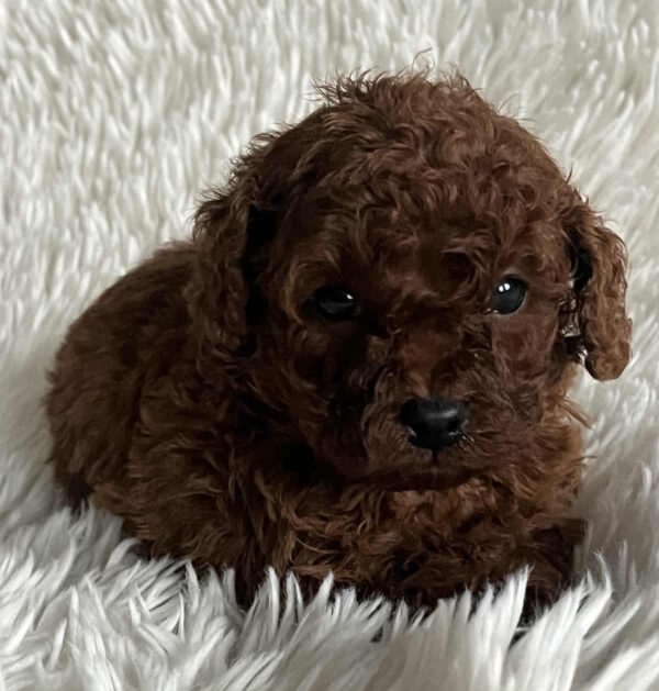 Nikki Toy Poodle