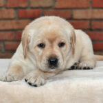 Nikky-female-Labrador-puppy-for-sale-1