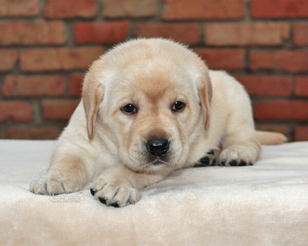 Nikky Labrador Retriever Nikky Labrador Retriever