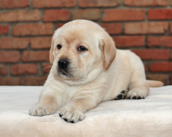 Nikky Labrador Retriever Nikky Labrador Retriever