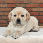 Nikky-female-Labrador-puppy-for-sale-3