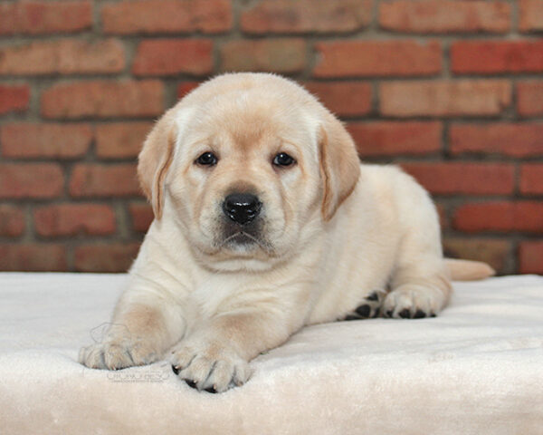 Nikky Labrador Retriever Nikky Labrador Retriever