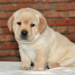 Nirsa-female-Labrador-puppy-for-sale-1