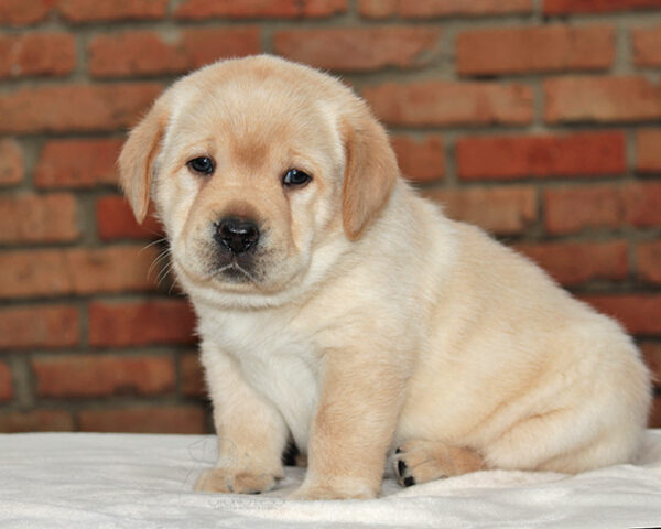 Nirsa Labrador Retriever Nirsa Labrador Retriever