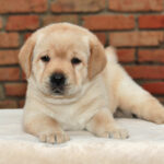 Nirsa-female-Labrador-puppy-for-sale-2
