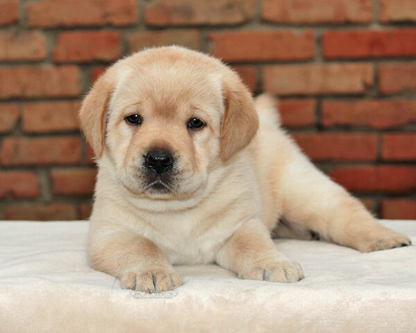 Nirsa Labrador Retriever Nirsa Labrador Retriever