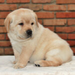 Nirsa-female-Labrador-puppy-for-sale-3
