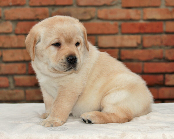 Nirsa Labrador Retriever Nirsa Labrador Retriever