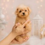 Nismo-male-maltipoo-puppy-for-sale-1 (2)