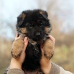 Nissa-female-German-Shephard-puppy-for-sale-1
