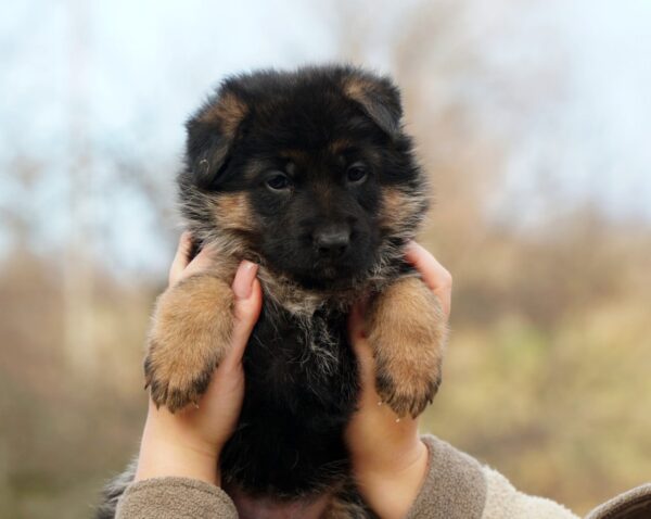 Nissa German Shepherd