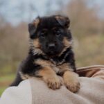 Nissa-female-German-Shephard-puppy-for-sale-2
