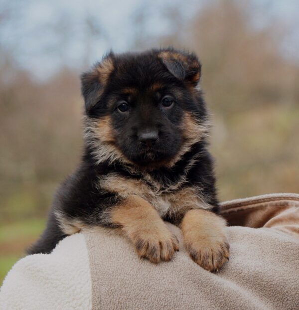 Nissa German Shepherd