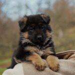 Nora German Shepherd
