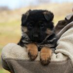 Nissa-female-German-Shephard-puppy-for-sale-4