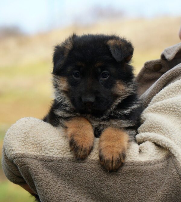 Nissa German Shepherd