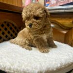 Noah-male-Maltipoo-puppy-for-sale-1