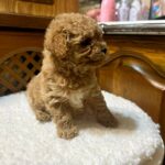 Noah-male-Maltipoo-puppy-for-sale-2