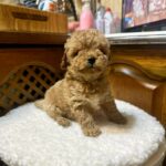 Noah-male-Maltipoo-puppy-for-sale-3
