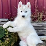 Noisy-female-Siberian-husky-puppy-for-sale-