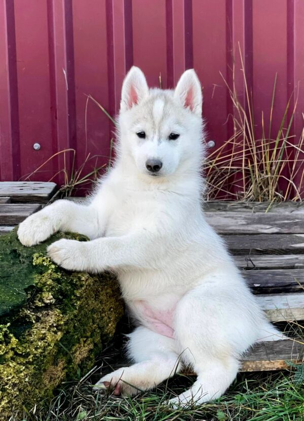 Noisy Siberian Husky Noisy Siberian Husky