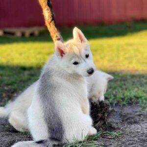 Noisy Siberian Husky Noisy Siberian Husky