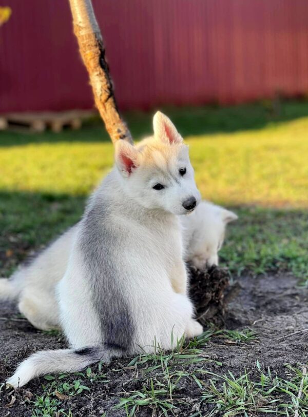 Noisy Siberian Husky Noisy Siberian Husky