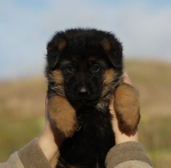 Nora German Shepherd