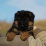 Nora-female-German-Shephard-puppy-for-sale-2