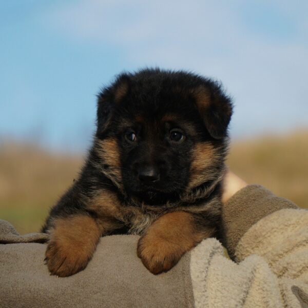 Nora German Shepherd