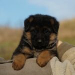 Nora-female-German-Shephard-puppy-for-sale-3
