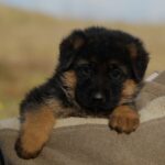 Nora-female-German-Shephard-puppy-for-sale-4