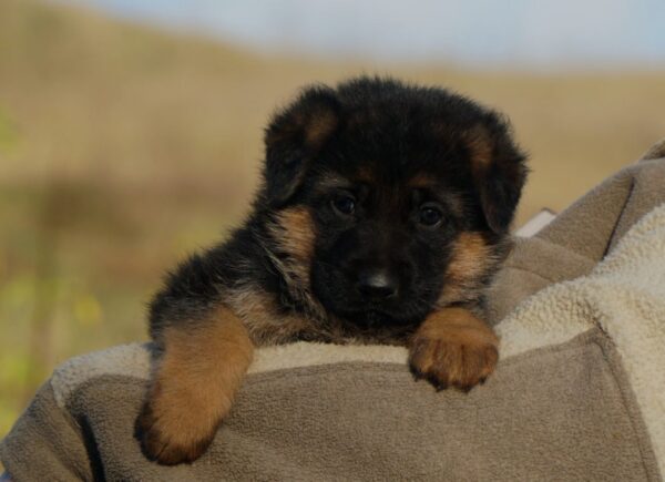 Nora German Shepherd