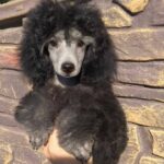Norman-male-miniature-poodle-puppy-for-sale-1 (1)