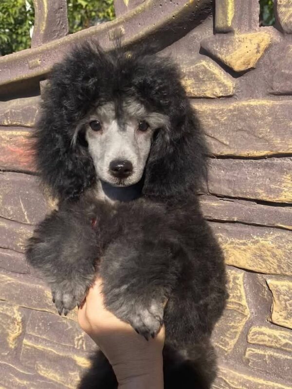 Norman Miniature Poodle Norman Miniature Poodle