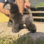 Norman-male-miniature-poodle-puppy-for-sale-1 (2)