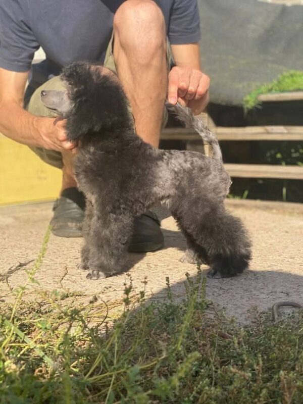 Norman Miniature Poodle Norman Miniature Poodle