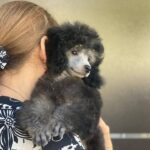 Norman-male-miniature-poodle-puppy-for-sale-1 (3)