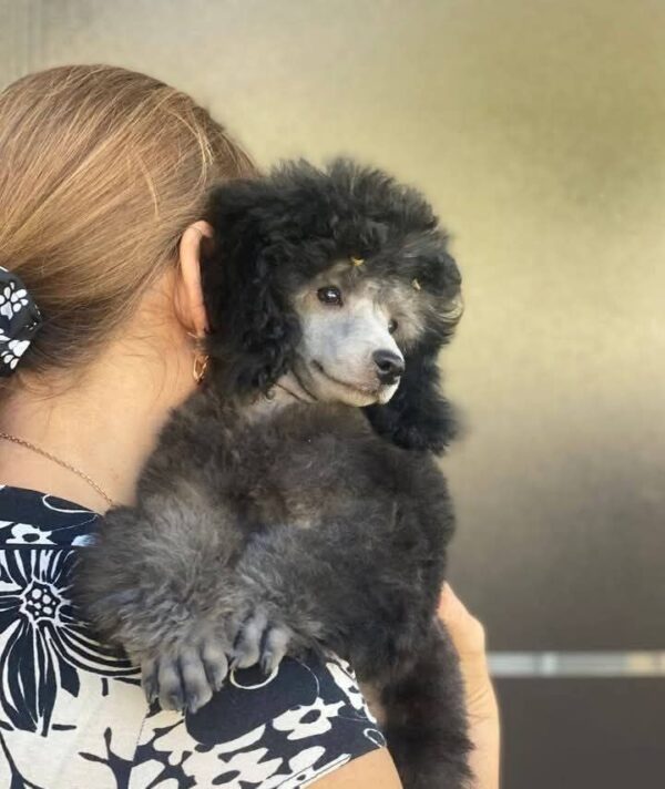 Norman Miniature Poodle Norman Miniature Poodle