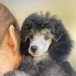 Norman-male-miniature-poodle-puppy-for-sale-1 (4)