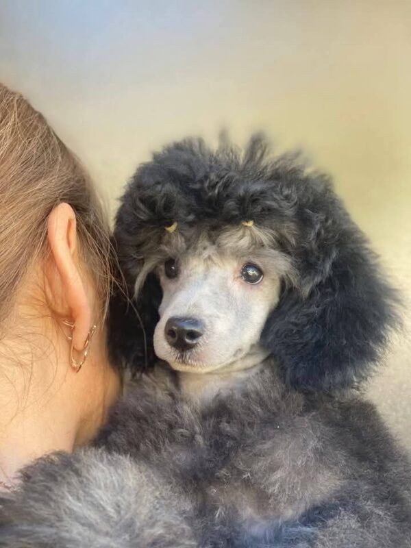 Norman Miniature Poodle Norman Miniature Poodle